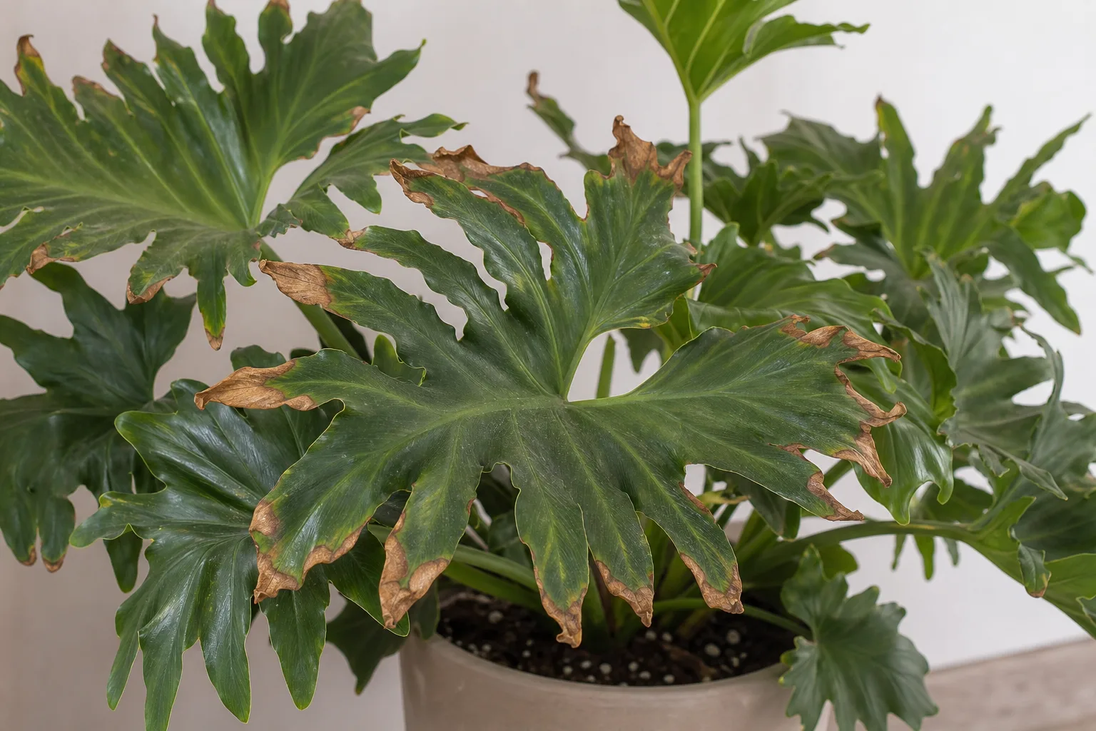 Tree philodendron with crispy brown edges showing a low-humidity symptom