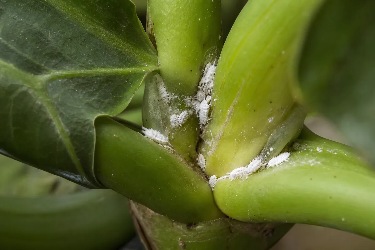 Close-up of Mealybugs on Philodendron Selloum - diagnostic detail