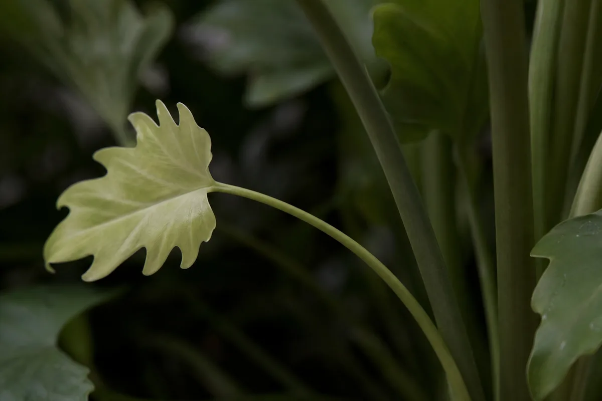 Close-up of Not Enough Light on Philodendron Selloum - diagnostic detail