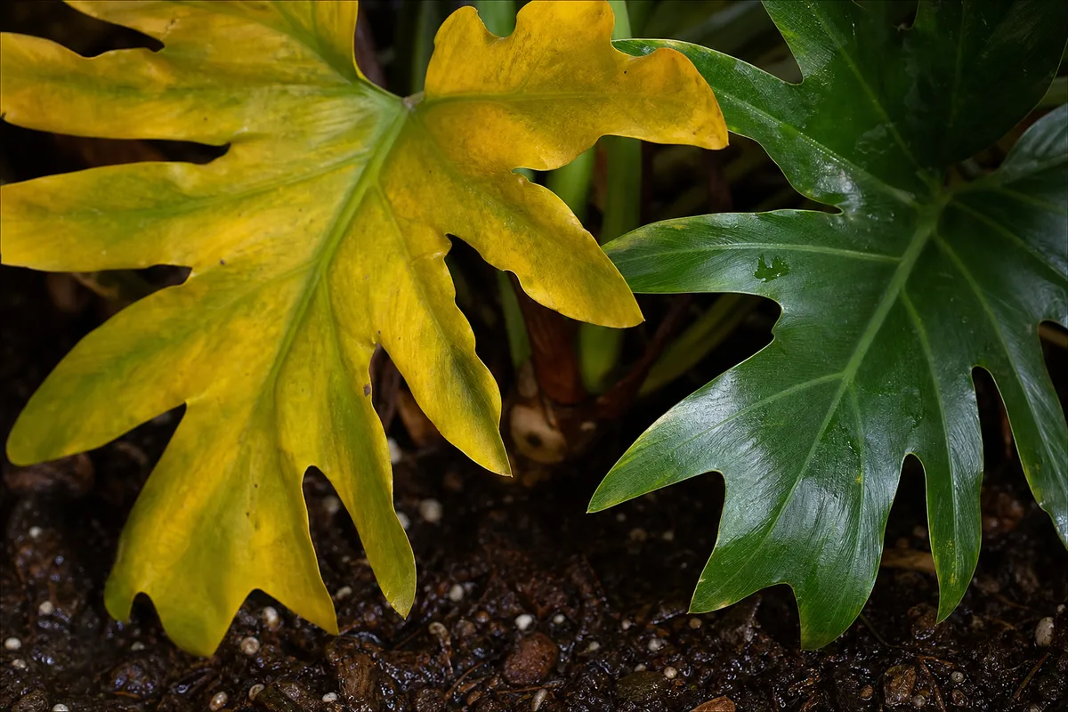 Close-up of Overwatering on Philodendron Selloum - diagnostic detail
