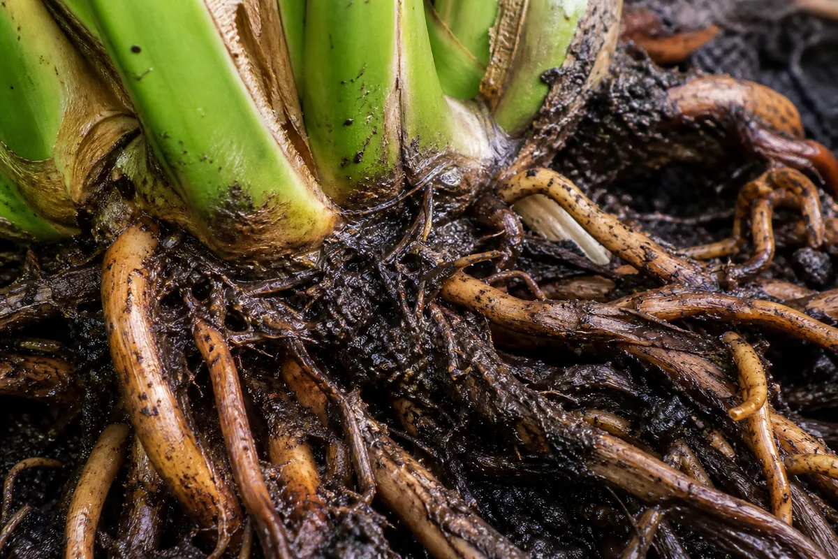 Close-up of Root Rot on Philodendron Selloum - diagnostic detail