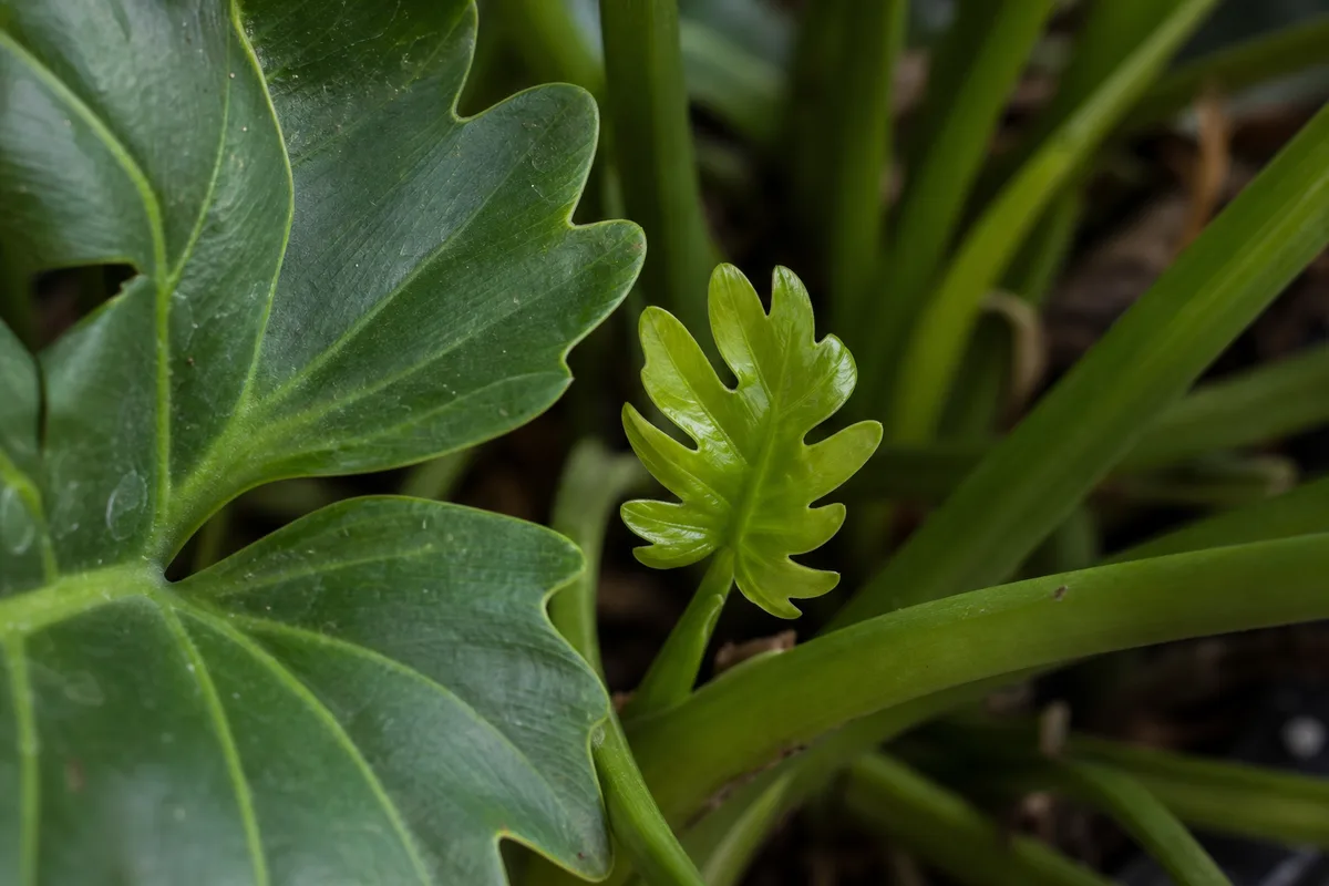 Close-up of Slow Growth on Philodendron Selloum - diagnostic detail