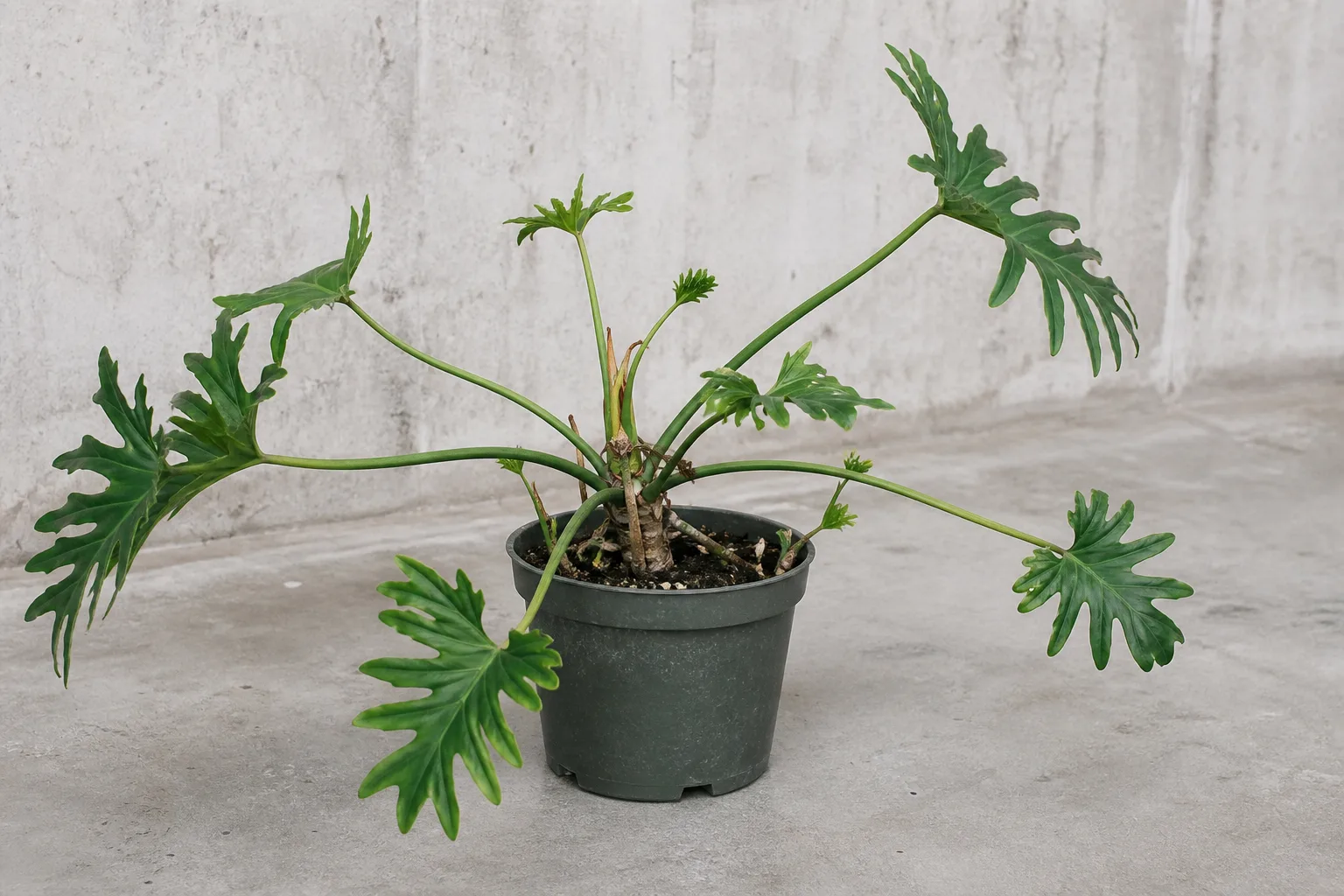 Slow Growth on Philodendron Selloum - visible symptom on the plant