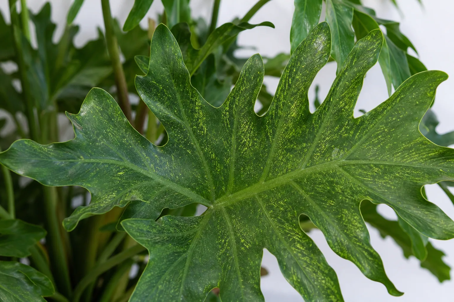 Spider Mites on Philodendron Selloum - visible symptom on the plant