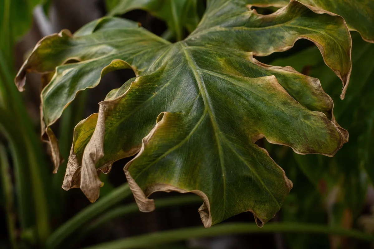 Close-up of Underwatering on Philodendron Selloum - diagnostic detail