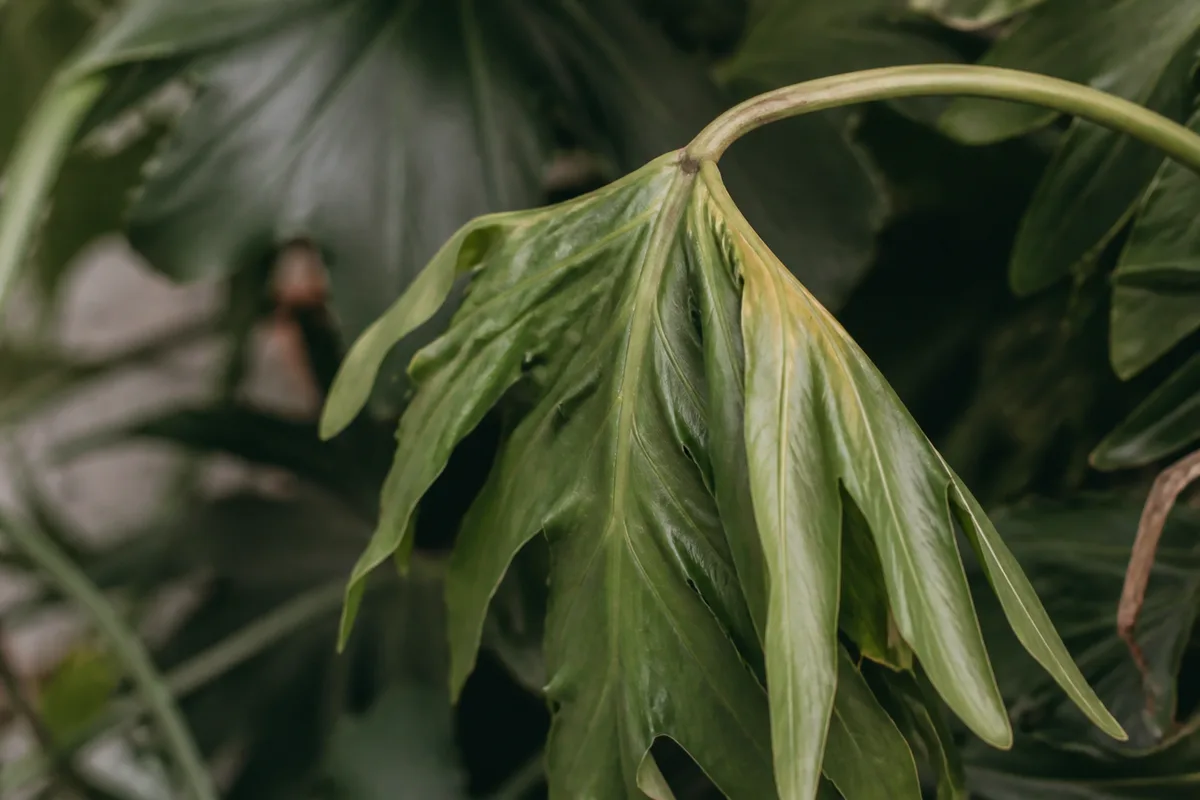 Close-up of Wilting on Philodendron Selloum - diagnostic detail