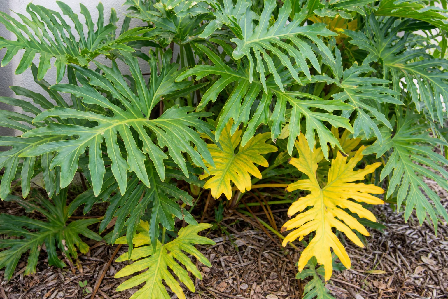 Yellow Leaves on Philodendron Selloum - visible symptom on the plant