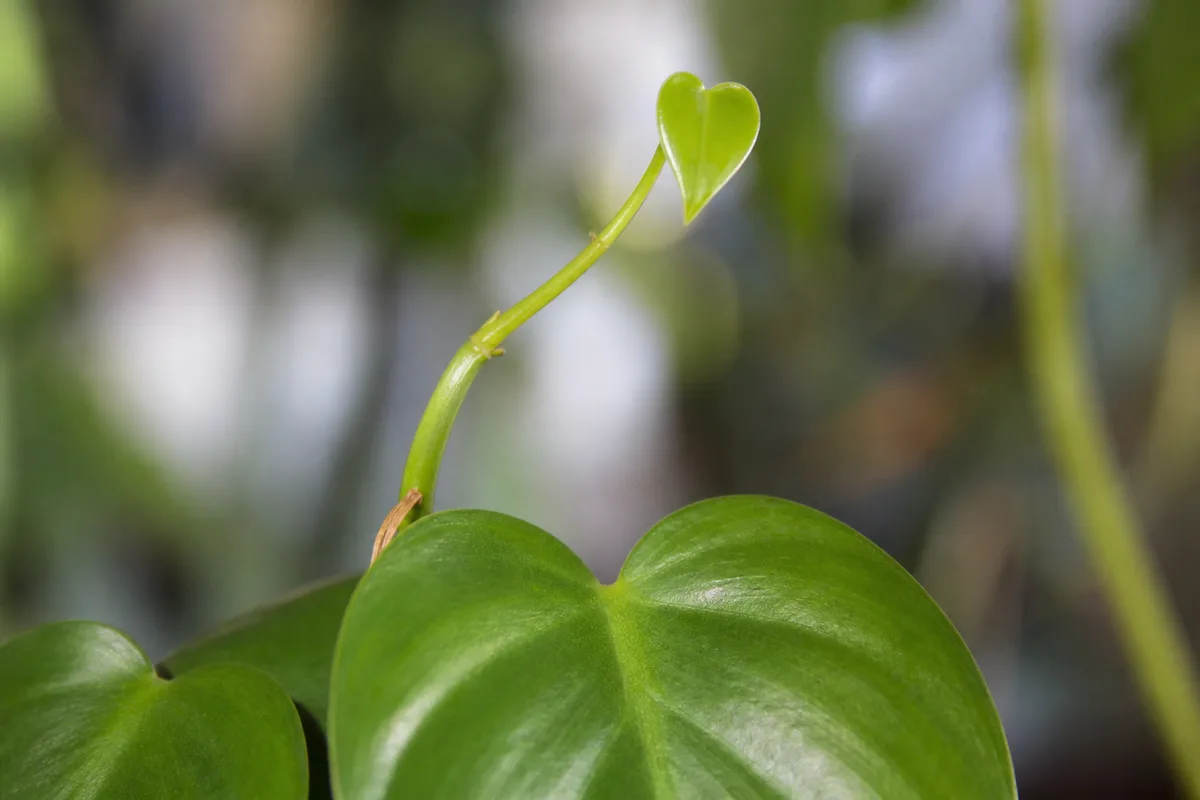 Close-up of Slow Growth on Heartleaf Philodendron - diagnostic detail