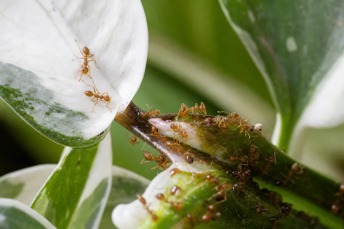 Close-up of Ants on Plant on Philodendron White Knight - diagnostic detail