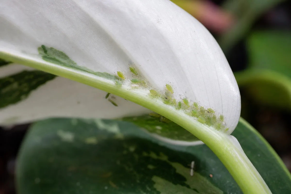 Close-up of Aphids on Philodendron White Knight - diagnostic detail