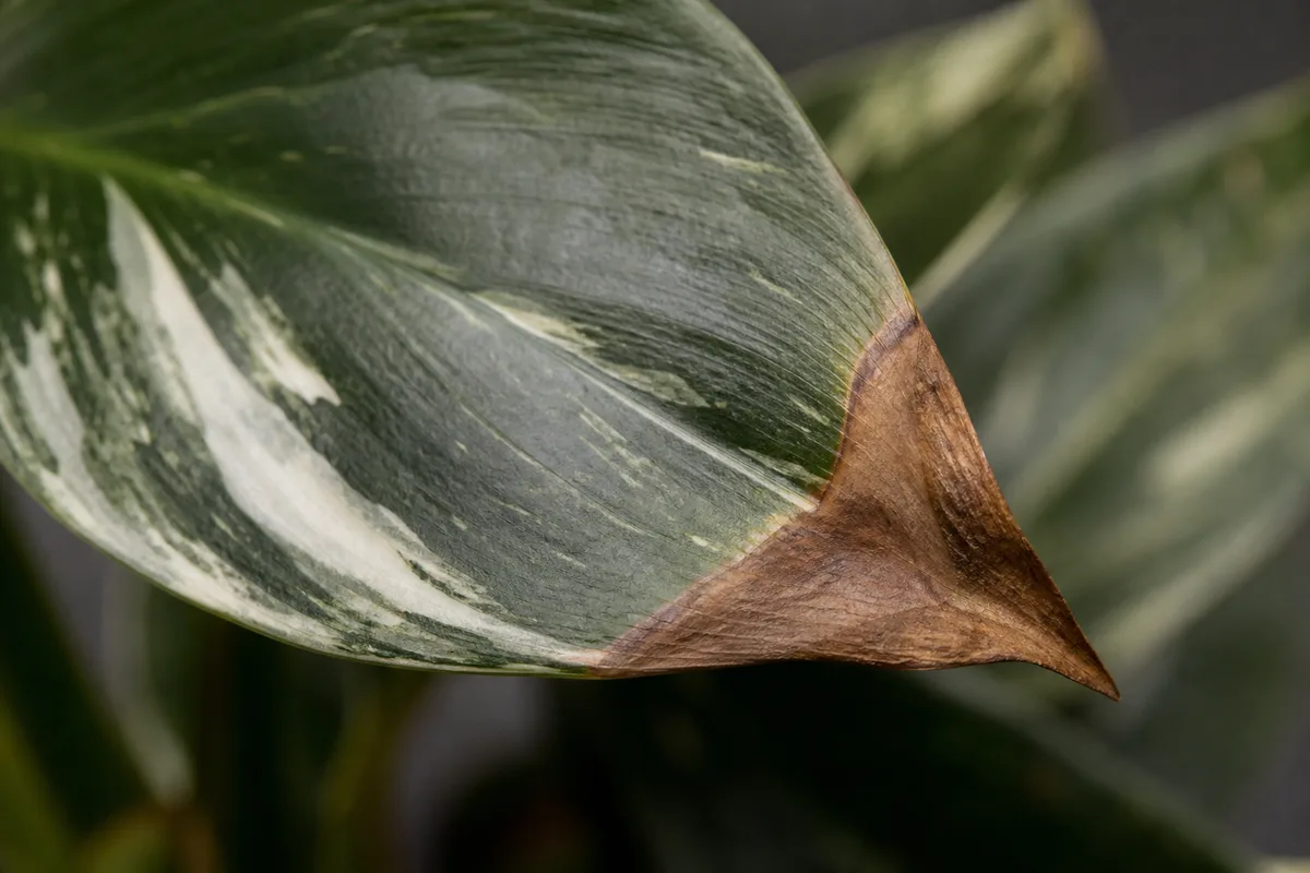 Close-up of Brown Tips on Philodendron White Knight - diagnostic detail