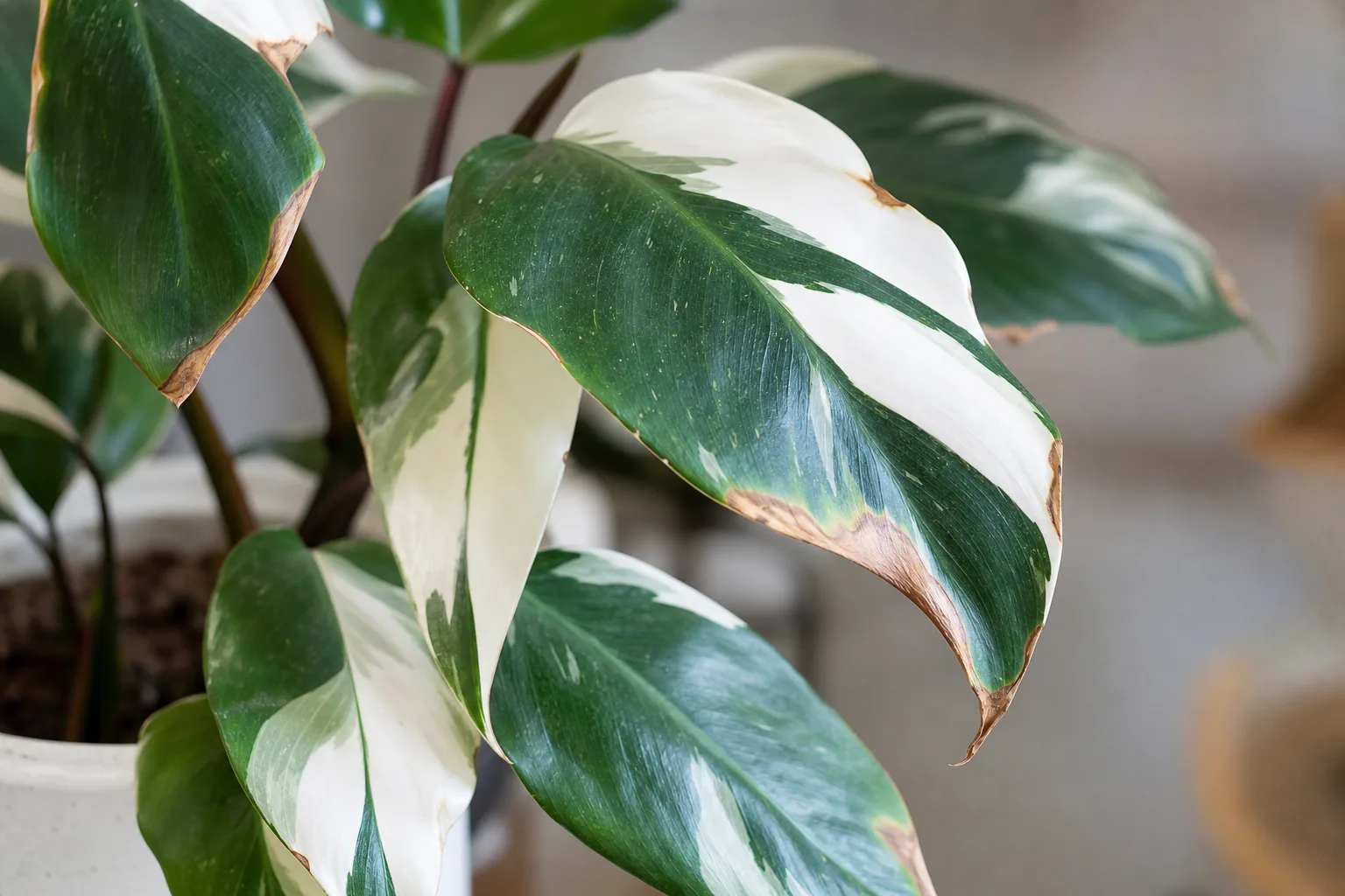 White sectors browned and crisped on Philodendron White Knight