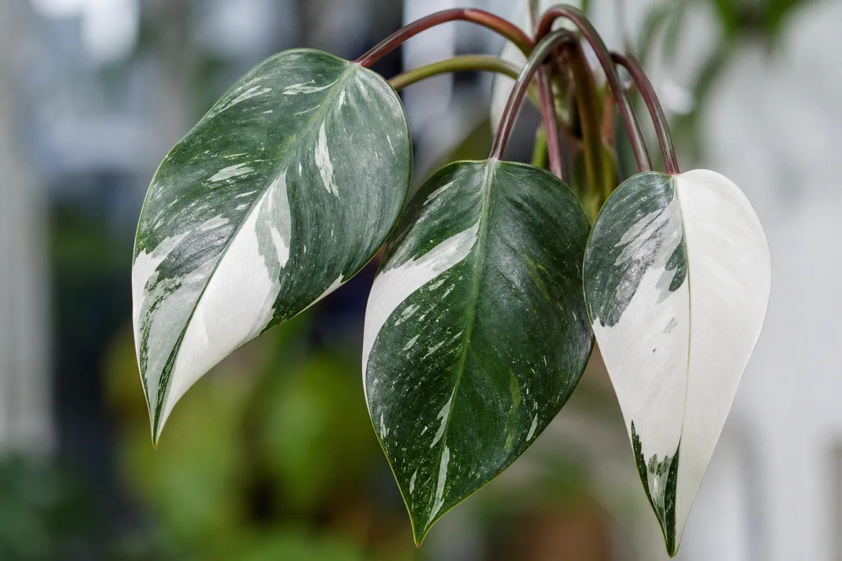 Close-up of Drooping Leaves on Philodendron White Knight - diagnostic detail