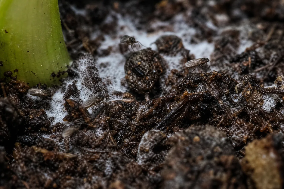 Close-up of Fungus Gnats on Philodendron White Knight - diagnostic detail