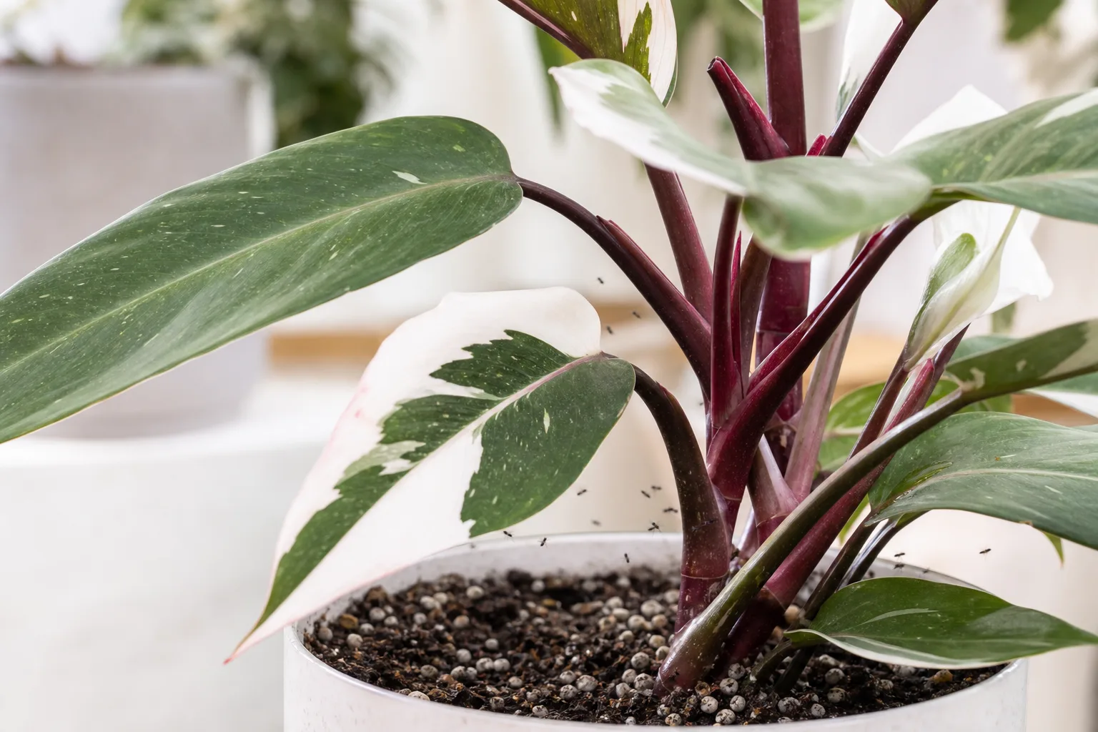 Fungus Gnats on Philodendron White Knight - visible symptom on the plant