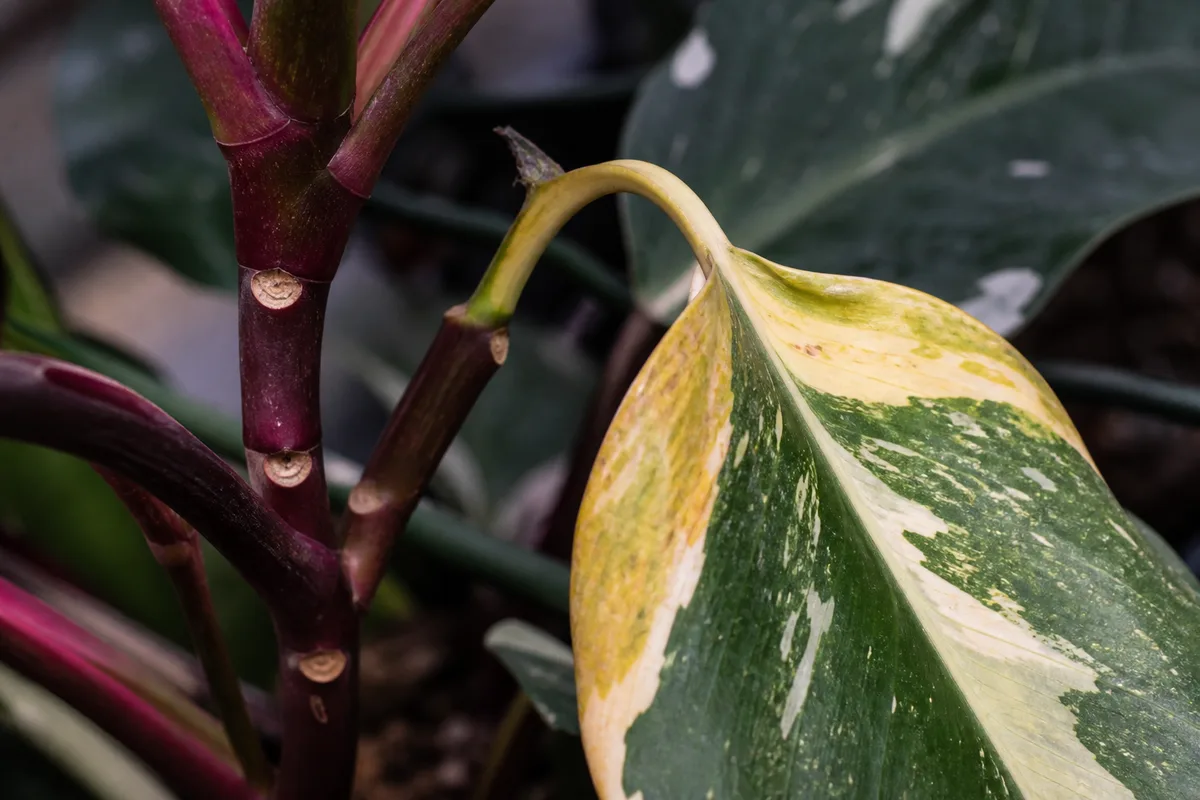 Close-up of Leaf Drop on Philodendron White Knight - diagnostic detail