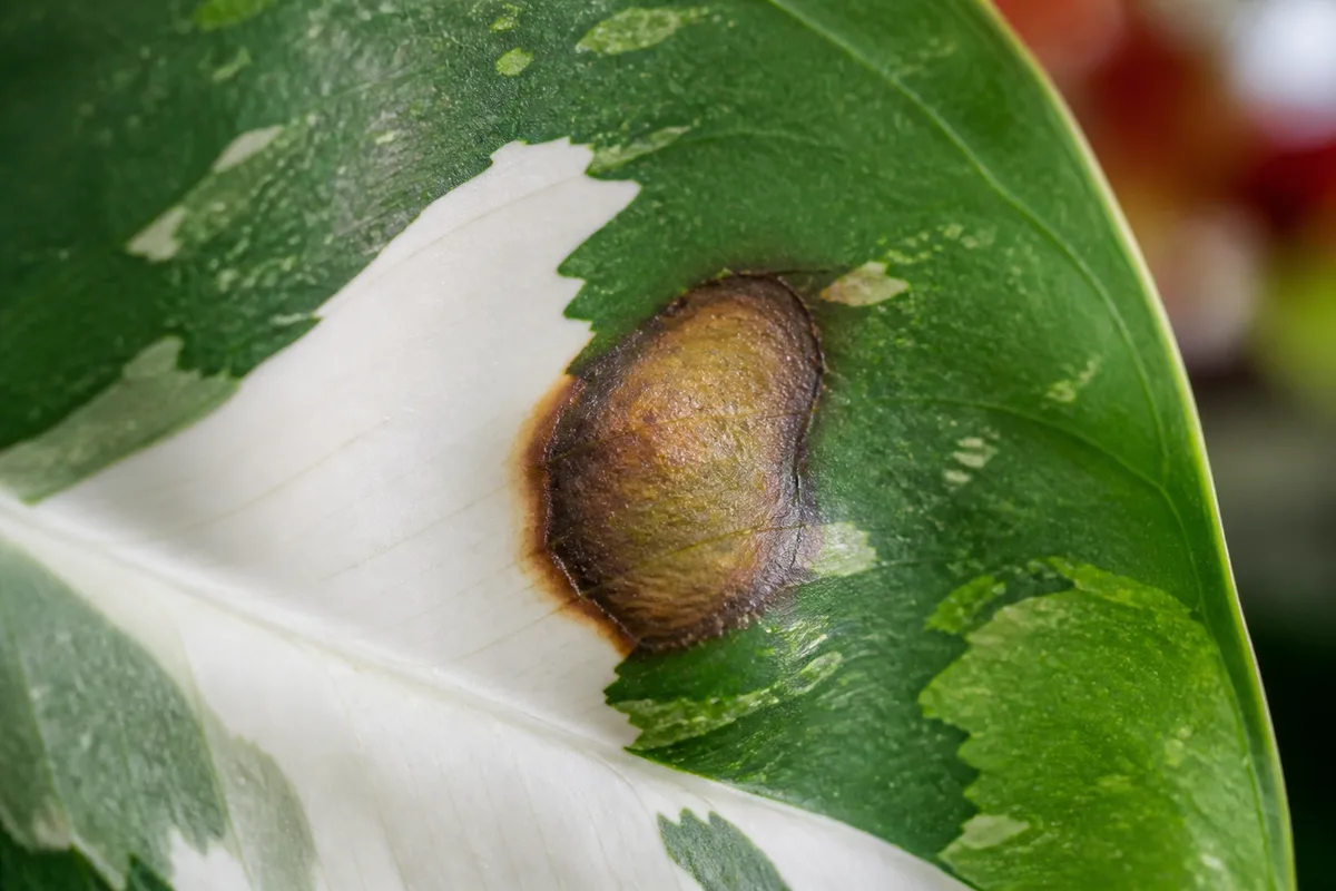 Close-up of Leaf Spot Disease on Philodendron White Knight - diagnostic detail