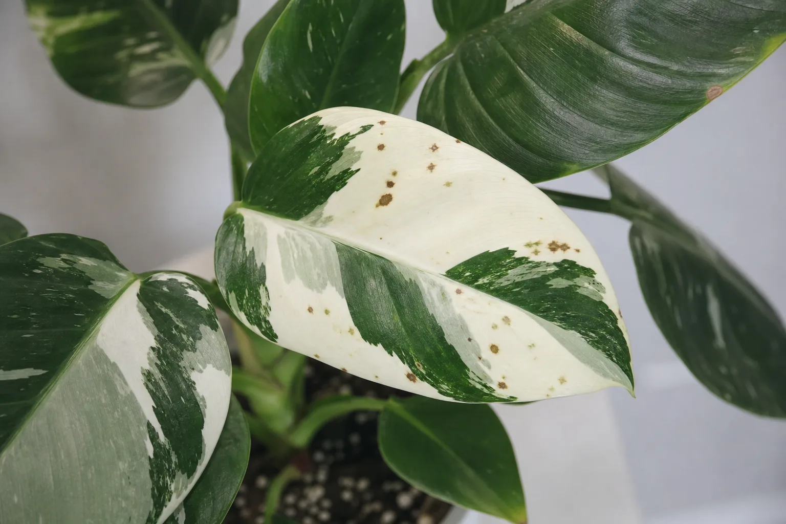 Leaf Spot Disease on Philodendron White Knight - visible symptom on the plant