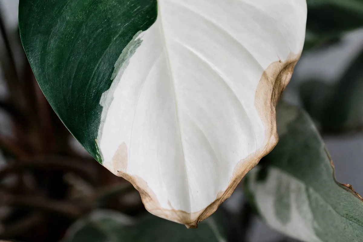 Close-up of Low Humidity on Philodendron White Knight - diagnostic detail