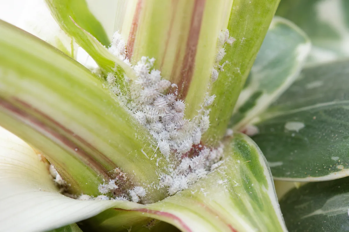 Close-up of Mealybugs on Philodendron White Knight - diagnostic detail