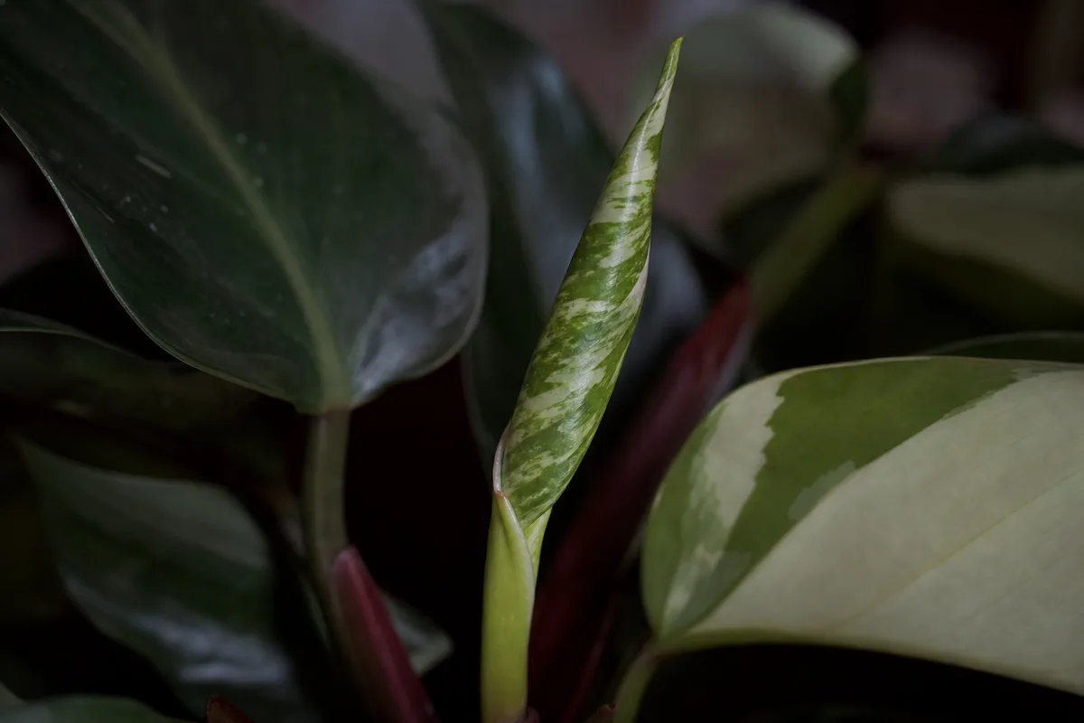 Close-up of Not Enough Light on Philodendron White Knight - diagnostic detail