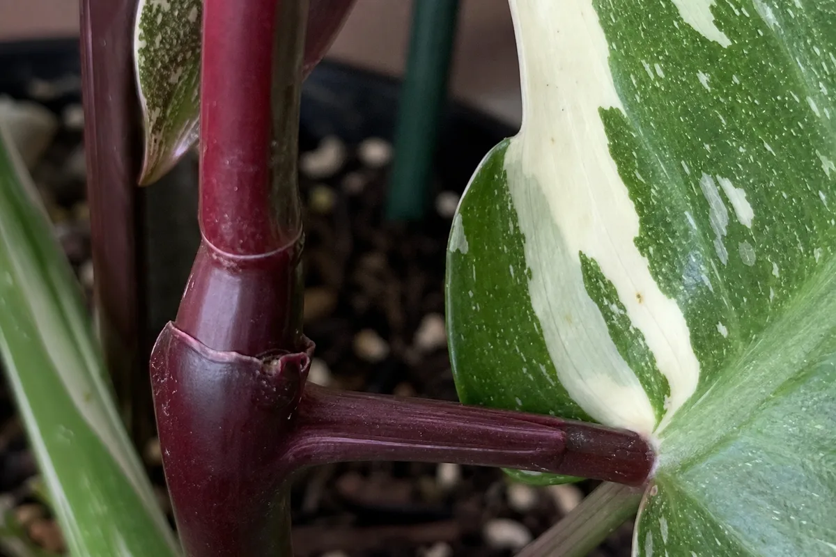 Close-up of Slow Growth on Philodendron White Knight - diagnostic detail