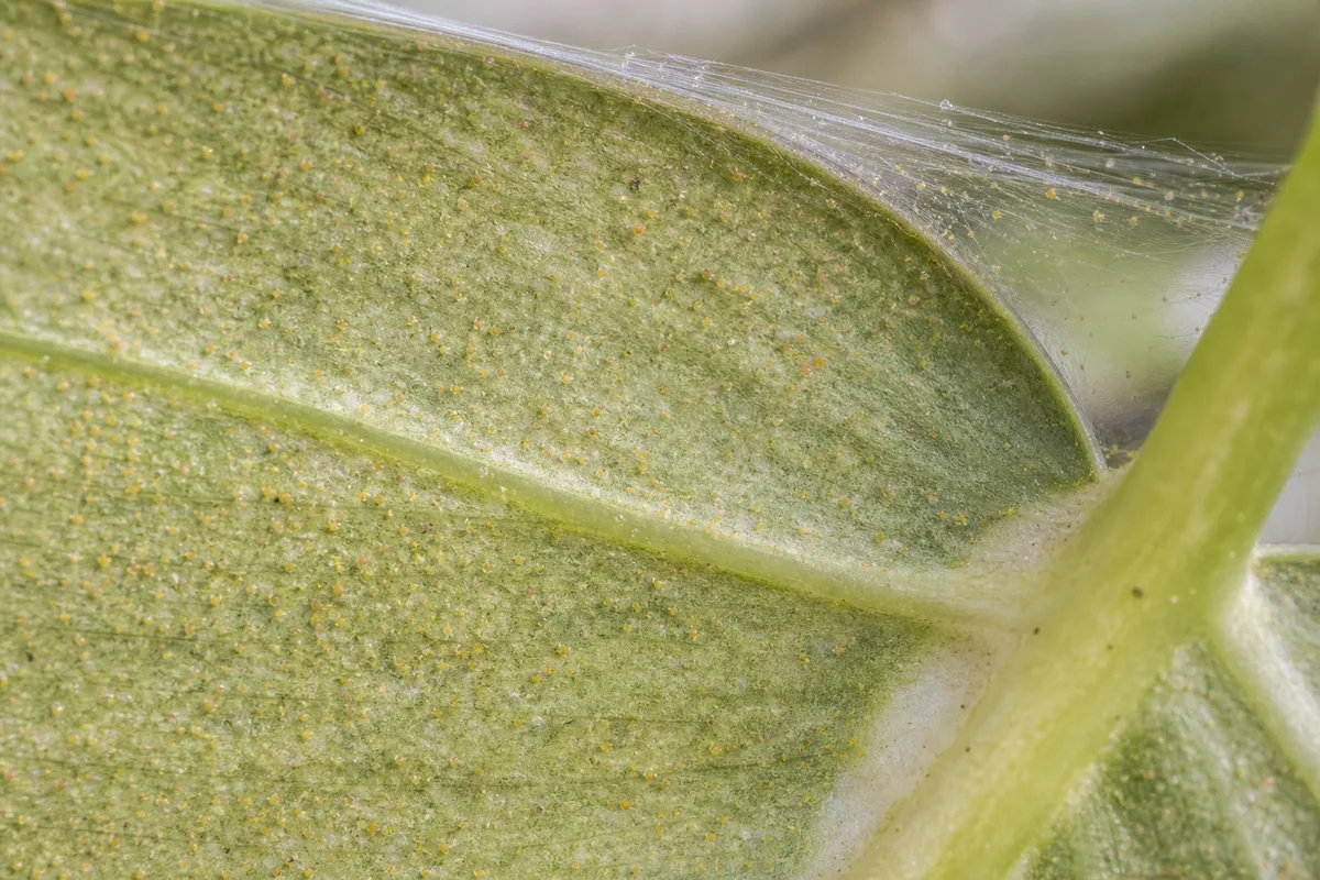 Close-up of Spider Mites on Philodendron White Knight - diagnostic detail