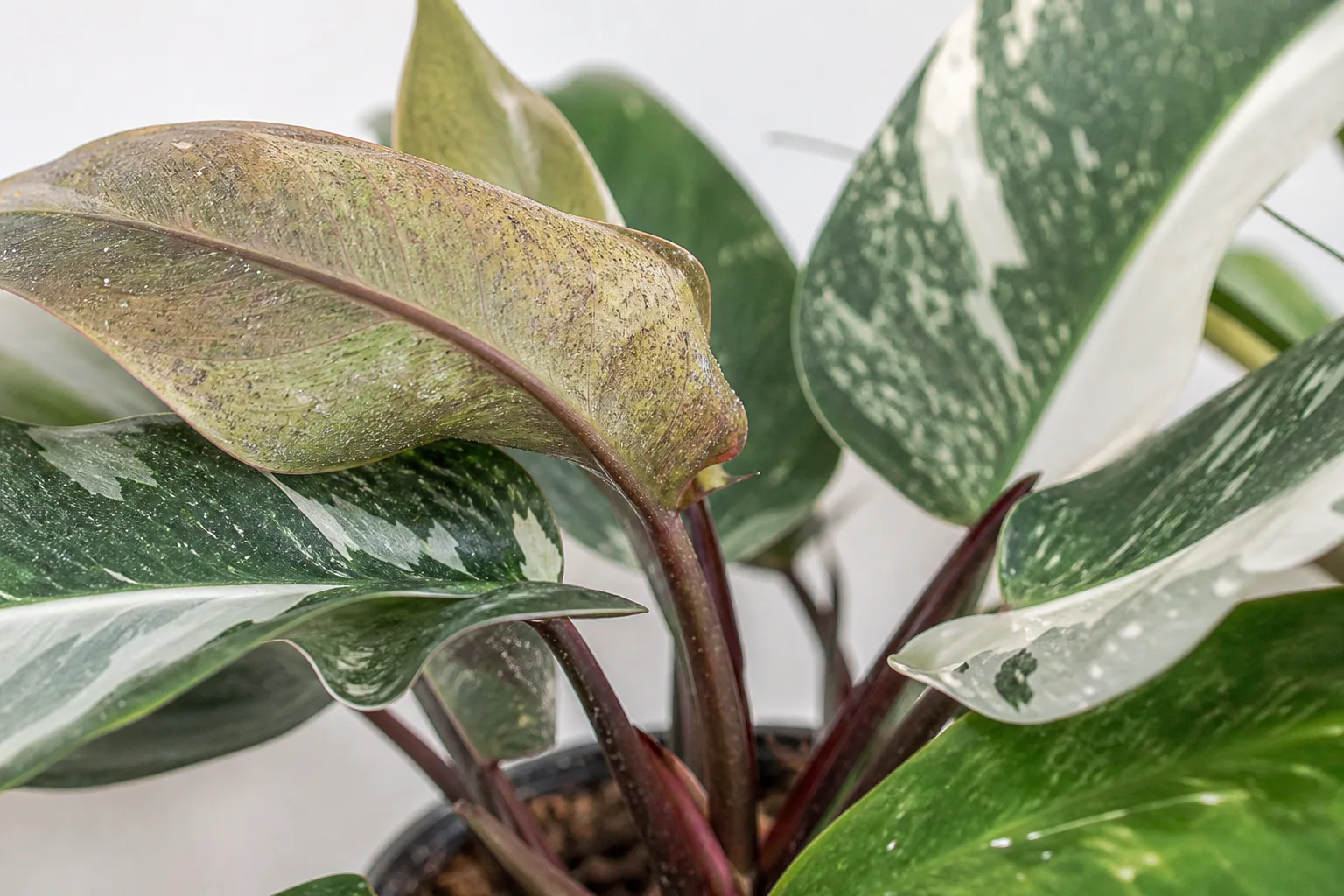 Spider Mites on Philodendron White Knight - visible symptom on the plant