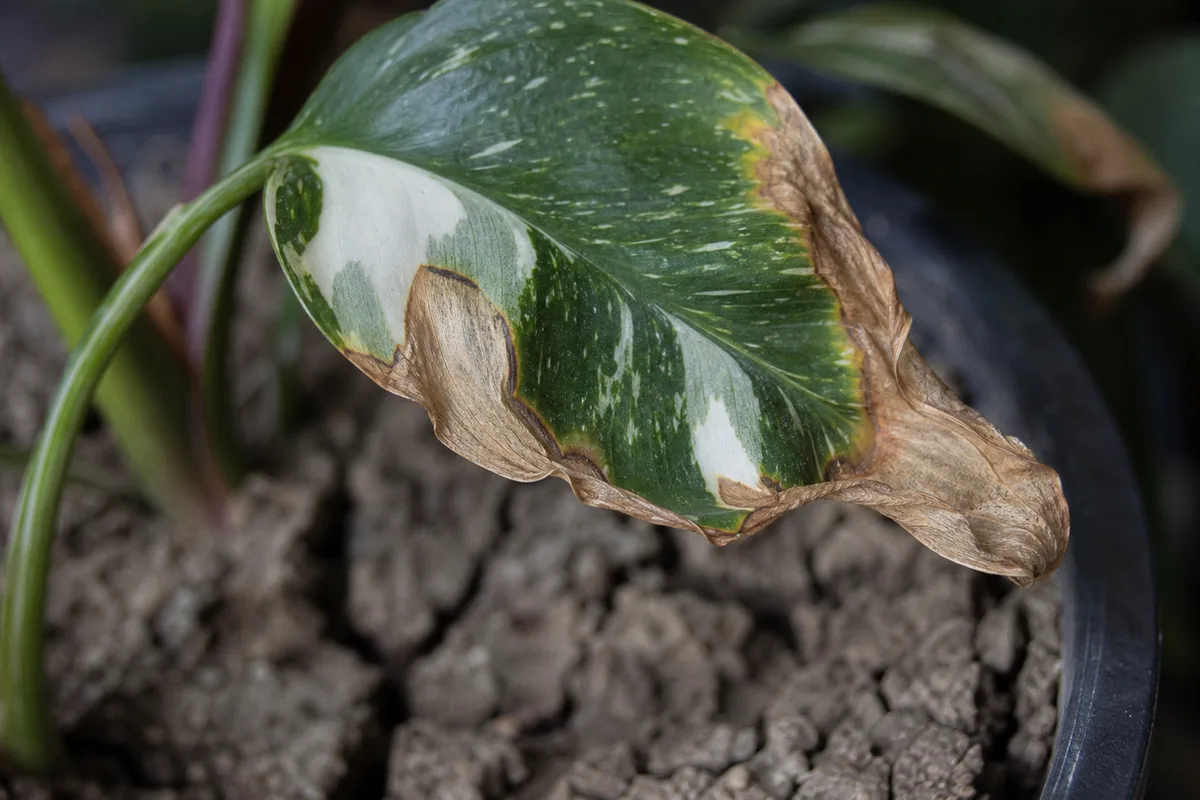 Close-up of Underwatering on Philodendron White Knight - diagnostic detail