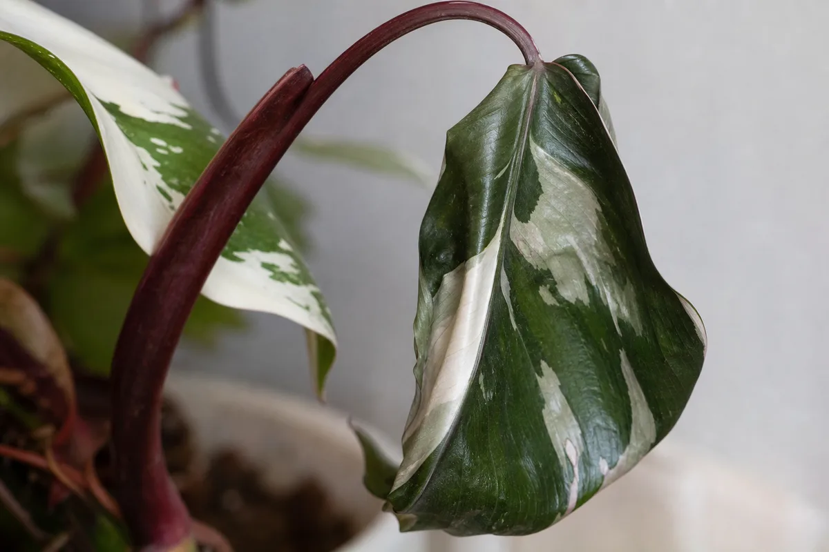 Close-up of Wilting on Philodendron White Knight - diagnostic detail