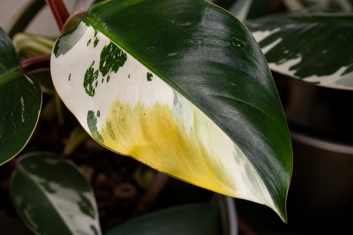 Close-up of Yellow Leaves on Philodendron White Knight - diagnostic detail