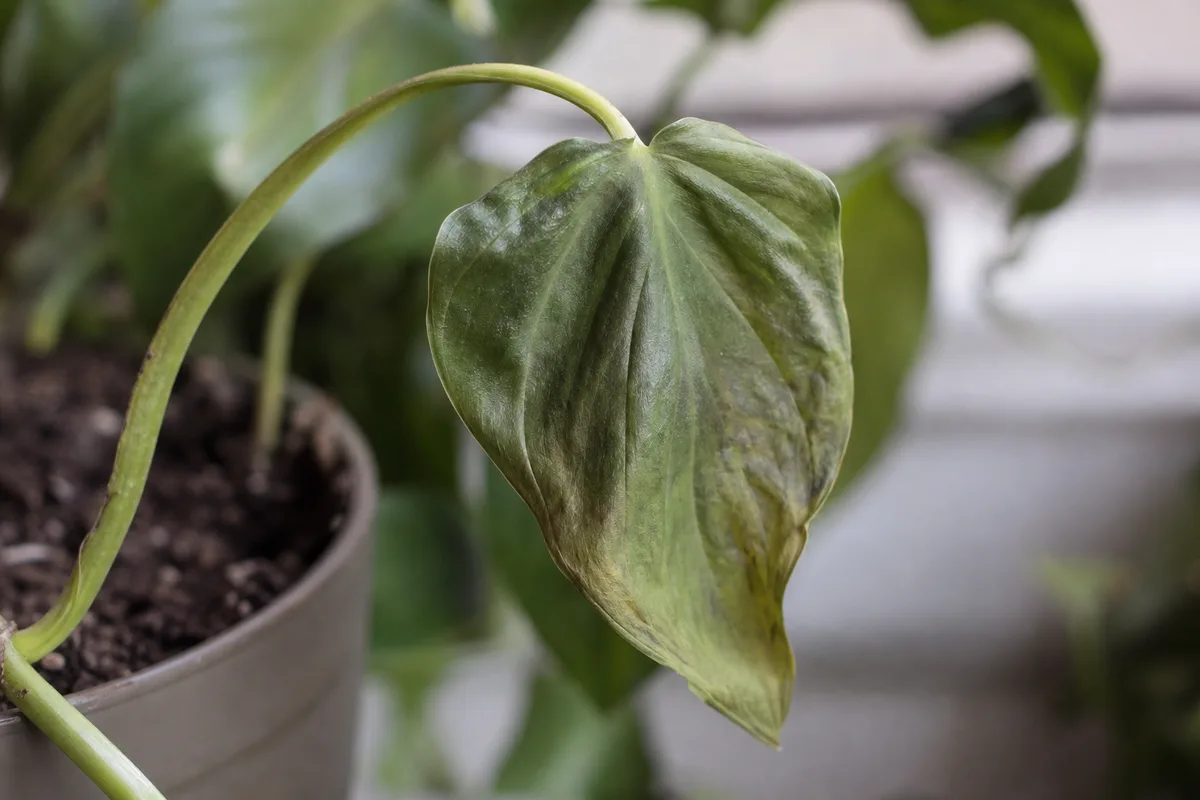 Close-up of Wilting on Heartleaf Philodendron - diagnostic detail