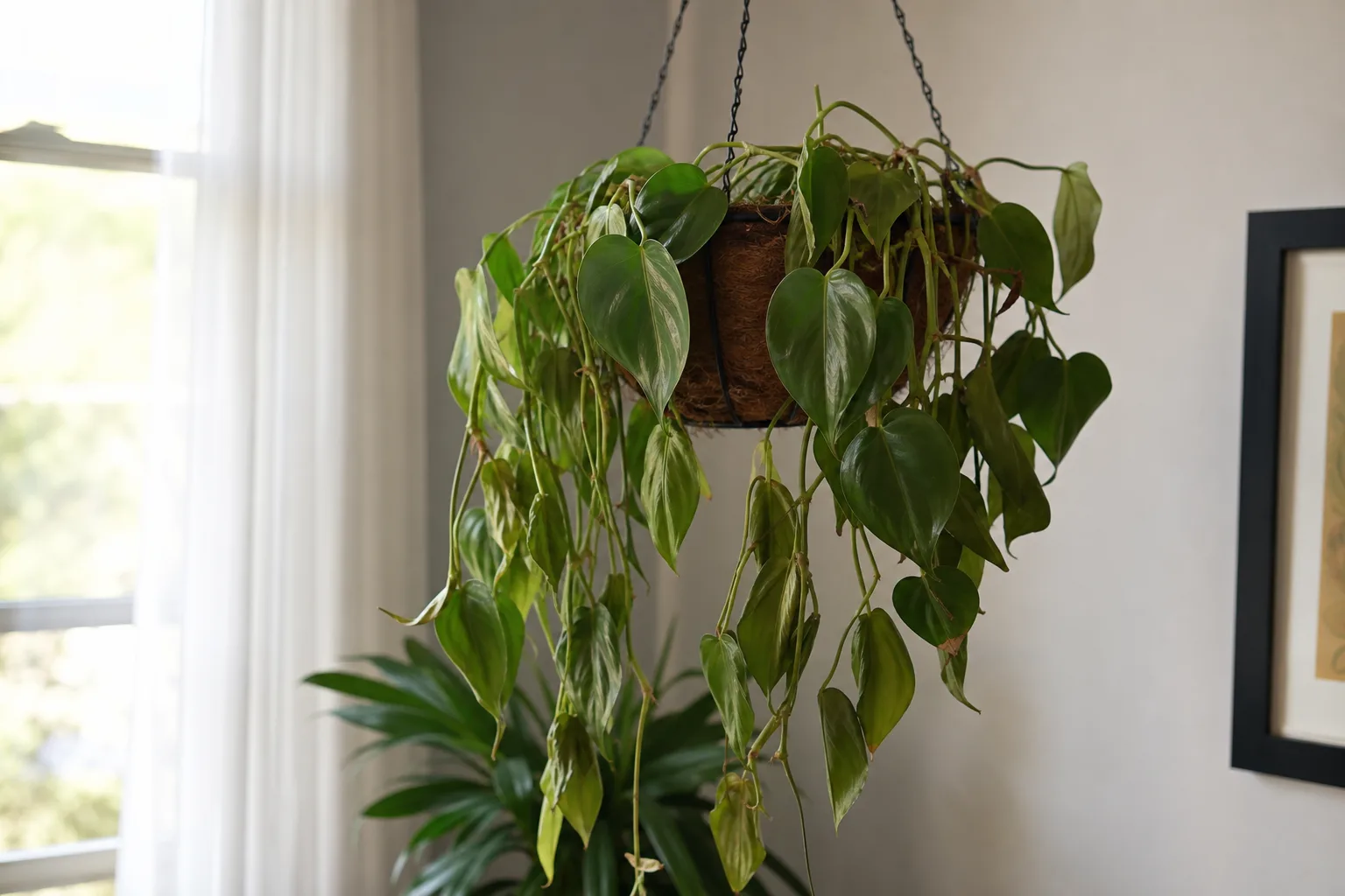 Wilting on Heartleaf Philodendron - visible symptom on the plant