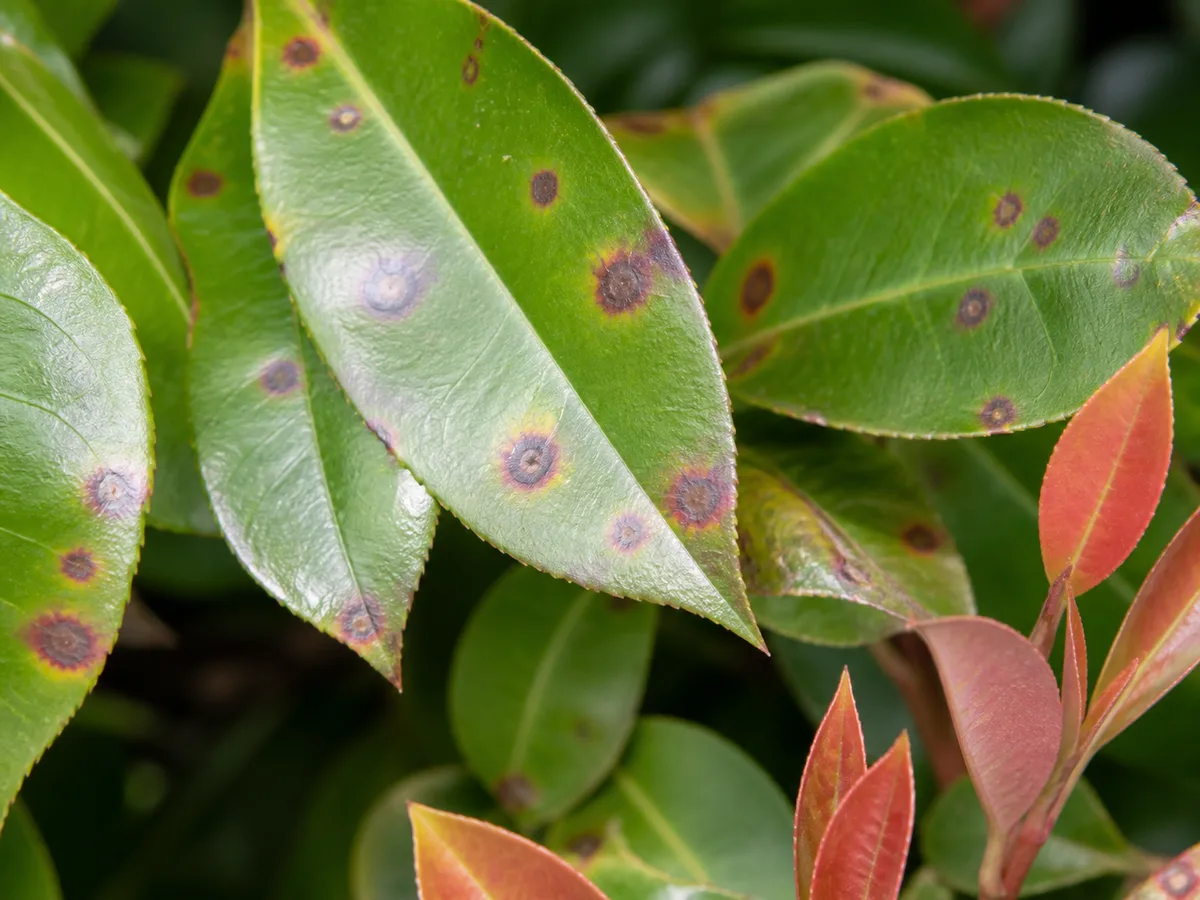 Reddish-brown leaf-spot lesions with yellow halos on photinia leaves