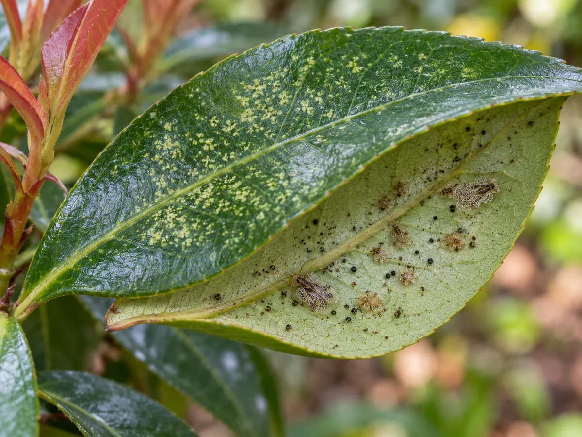 Close-up of Japanese andromeda leaves showing pale stippling above and lace bugs with dark droppings beneath