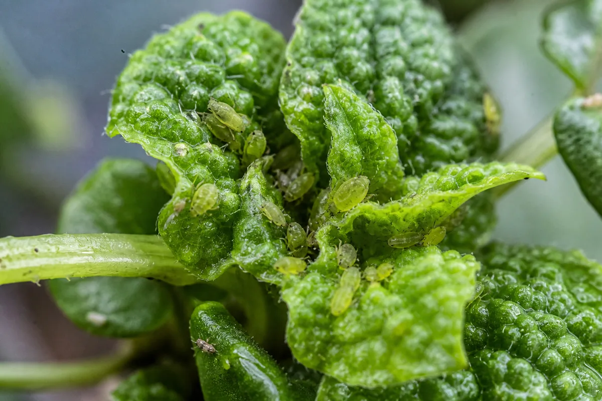 Close-up of Aphids on Pilea Moon Valley - diagnostic detail