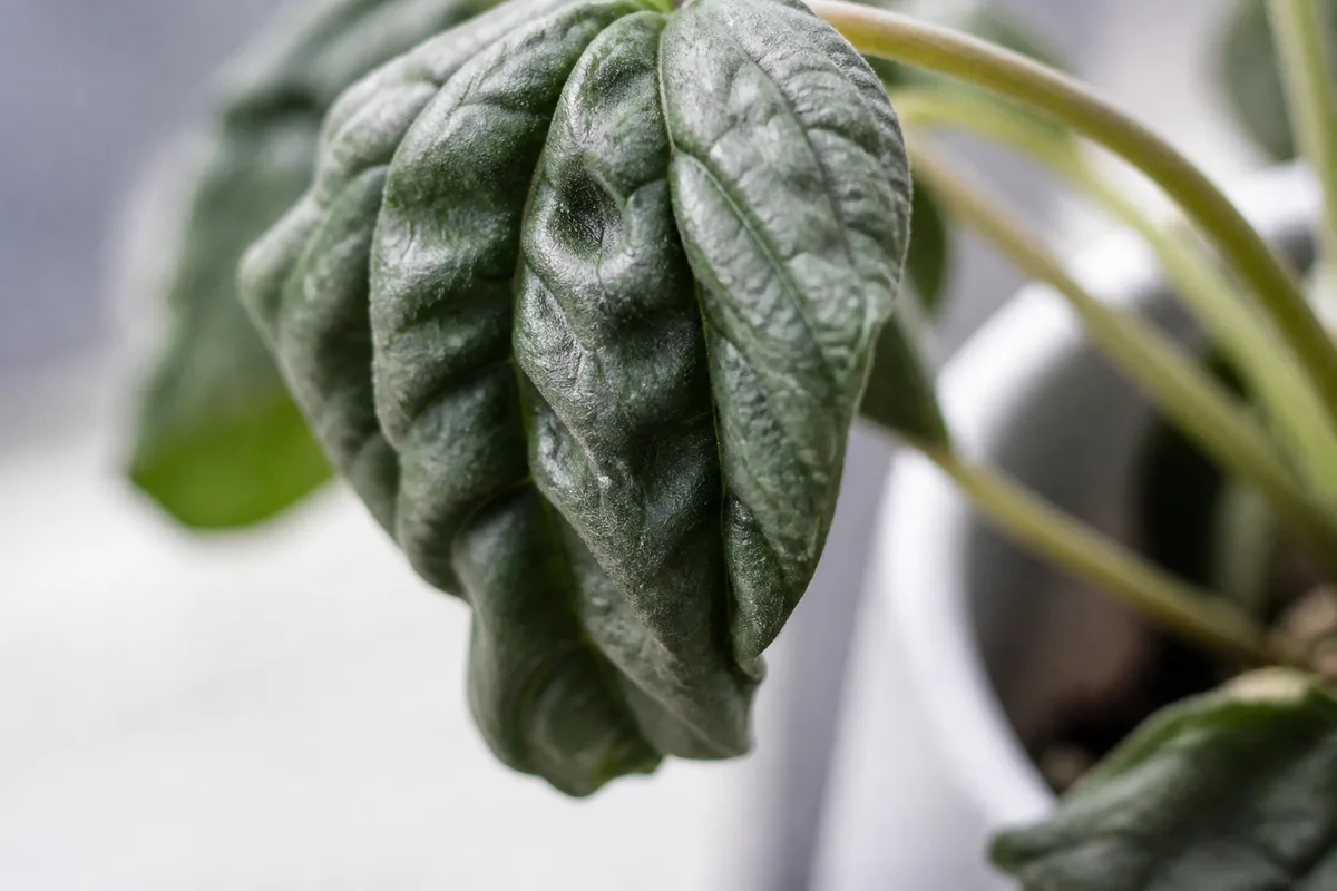 Close-up of Drooping Leaves on Pilea Moon Valley - diagnostic detail