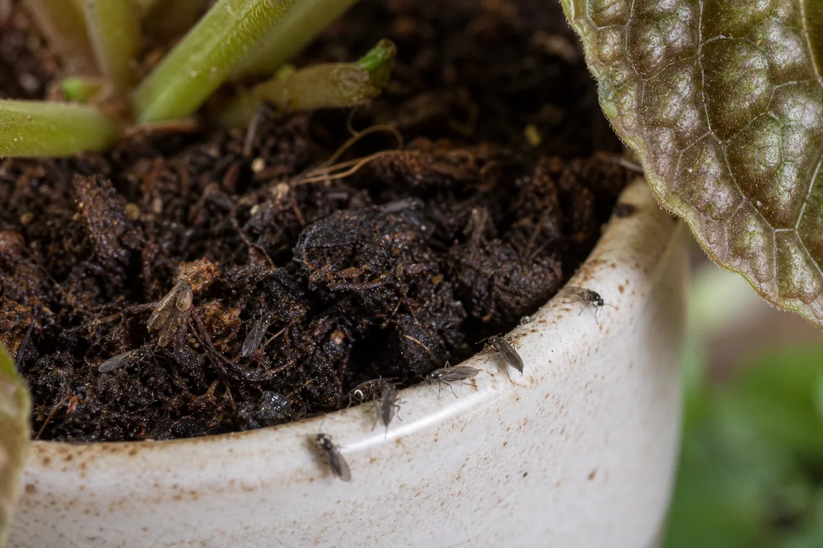 Close-up of Fungus Gnats on Pilea Moon Valley - diagnostic detail