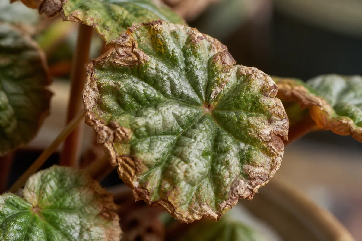 Close-up of Low Humidity on Pilea Moon Valley - diagnostic detail