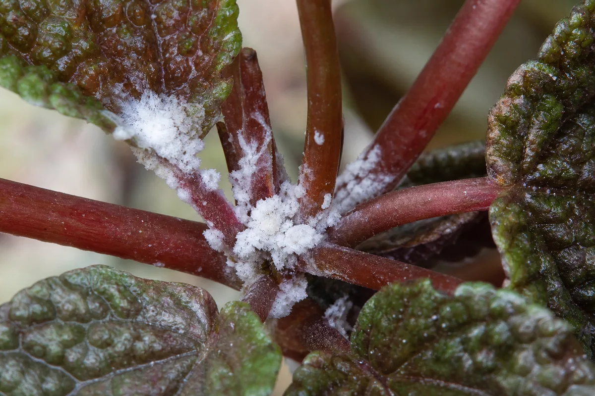 Close-up of Mealybugs on Pilea Moon Valley - diagnostic detail
