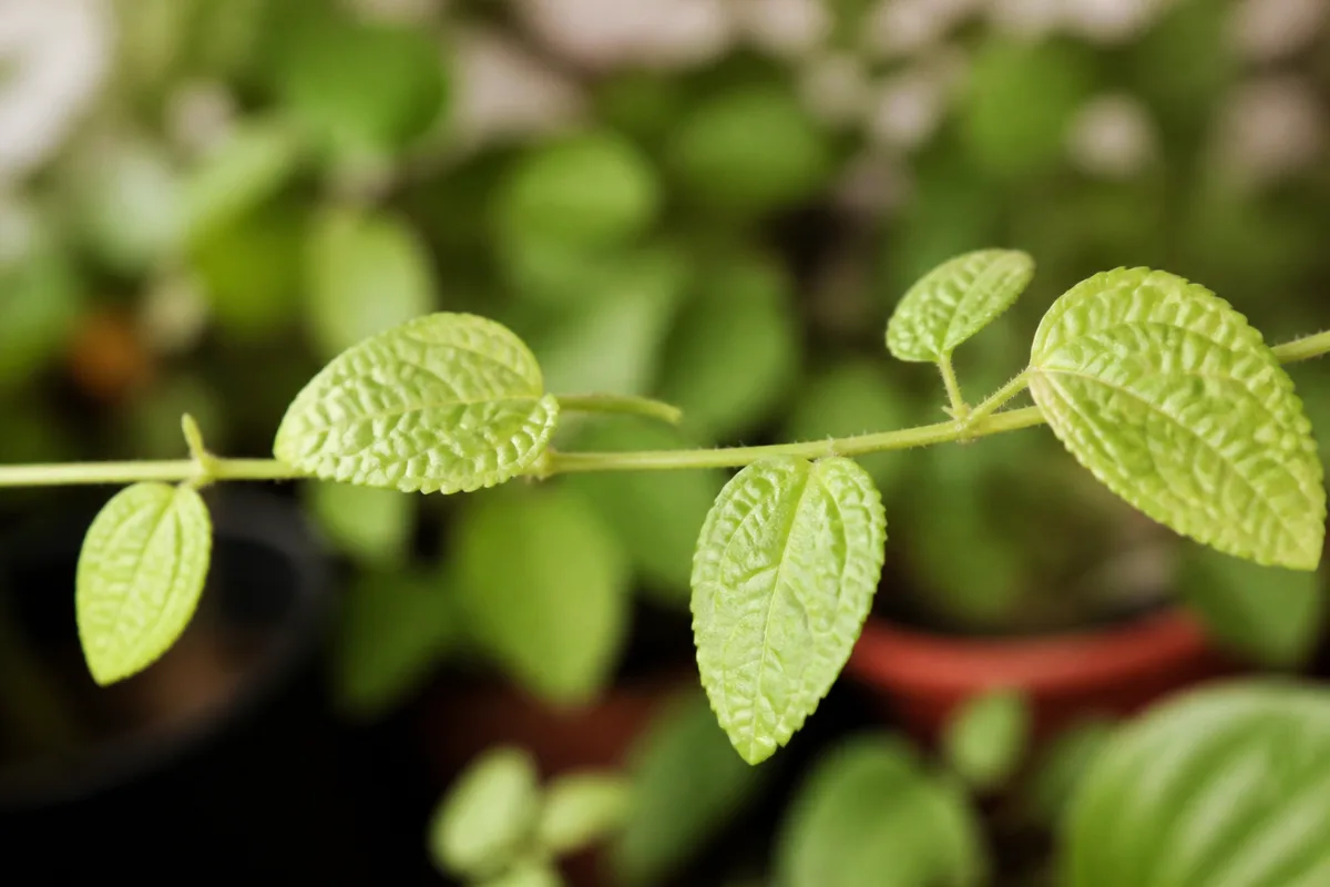 Close-up of Not Enough Light on Pilea Moon Valley - diagnostic detail