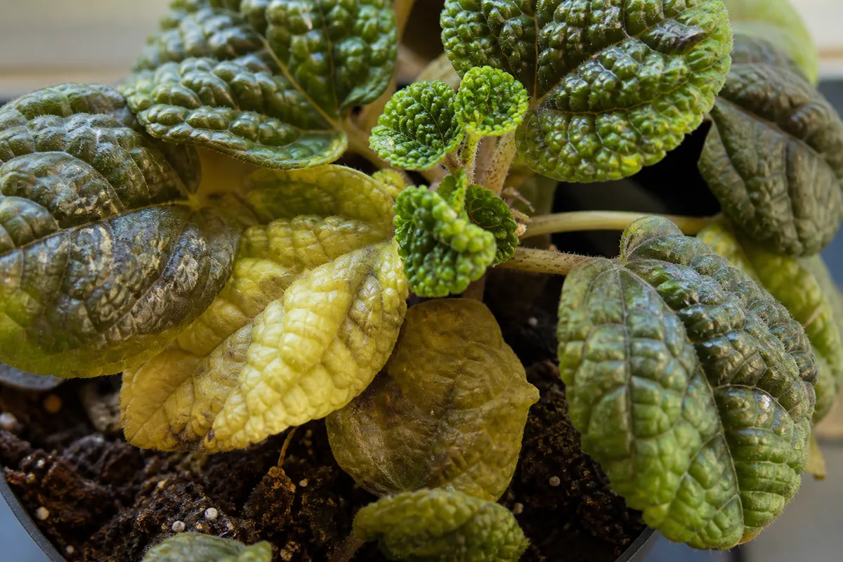 Close-up of Overwatering on Pilea Moon Valley - diagnostic detail
