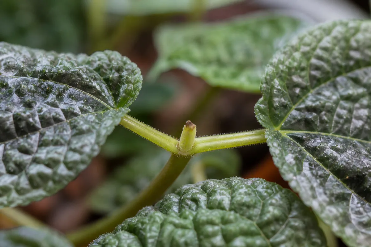 Close-up of Slow Growth on Pilea Moon Valley - diagnostic detail