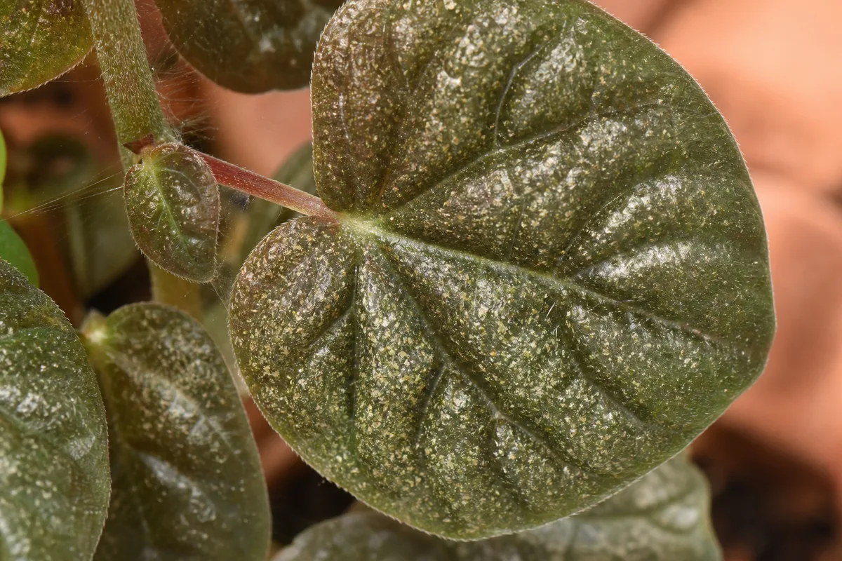 Close-up of Spider Mites on Pilea Moon Valley - diagnostic detail
