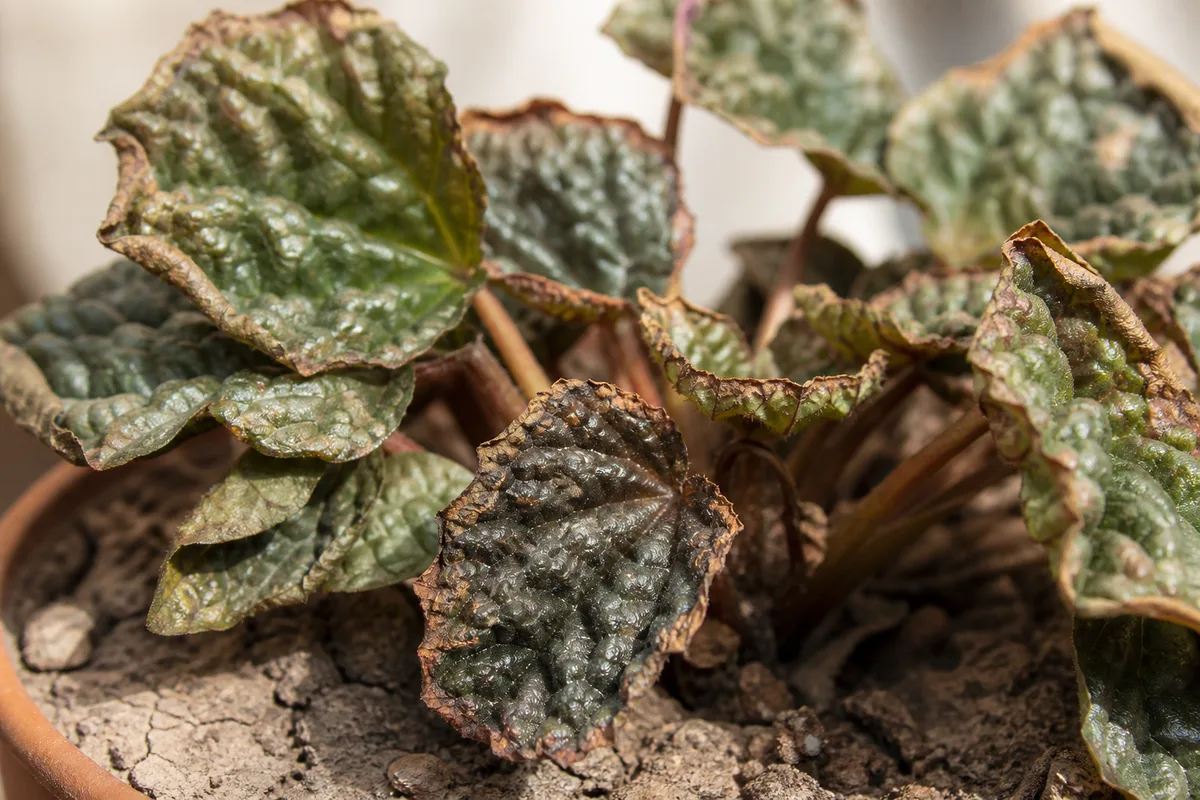 Close-up of Underwatering on Pilea Moon Valley - diagnostic detail