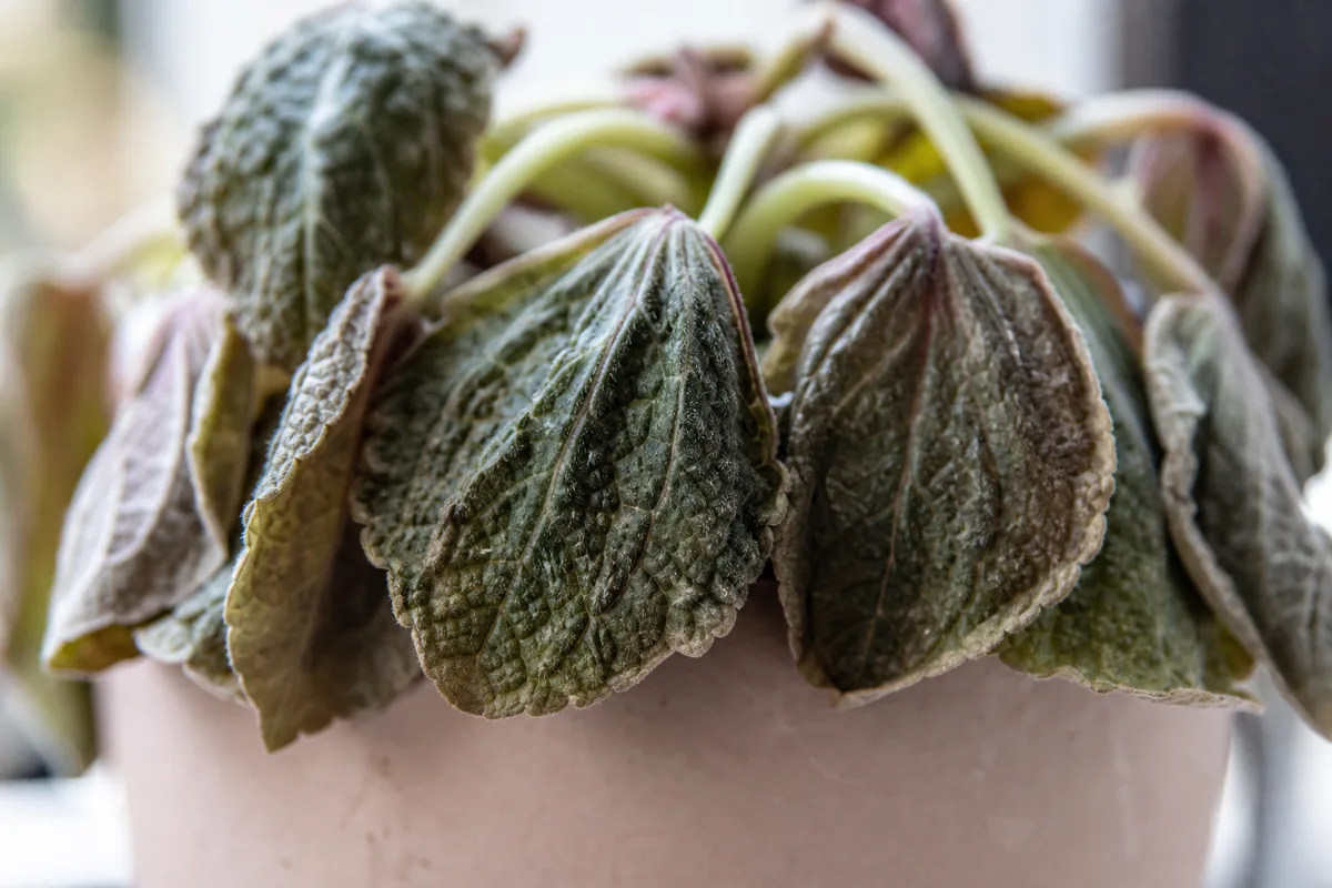 Close-up of Wilting on Pilea Moon Valley - diagnostic detail