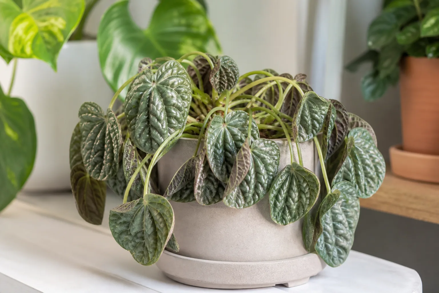 Wilting on Pilea Moon Valley - visible symptom on the plant