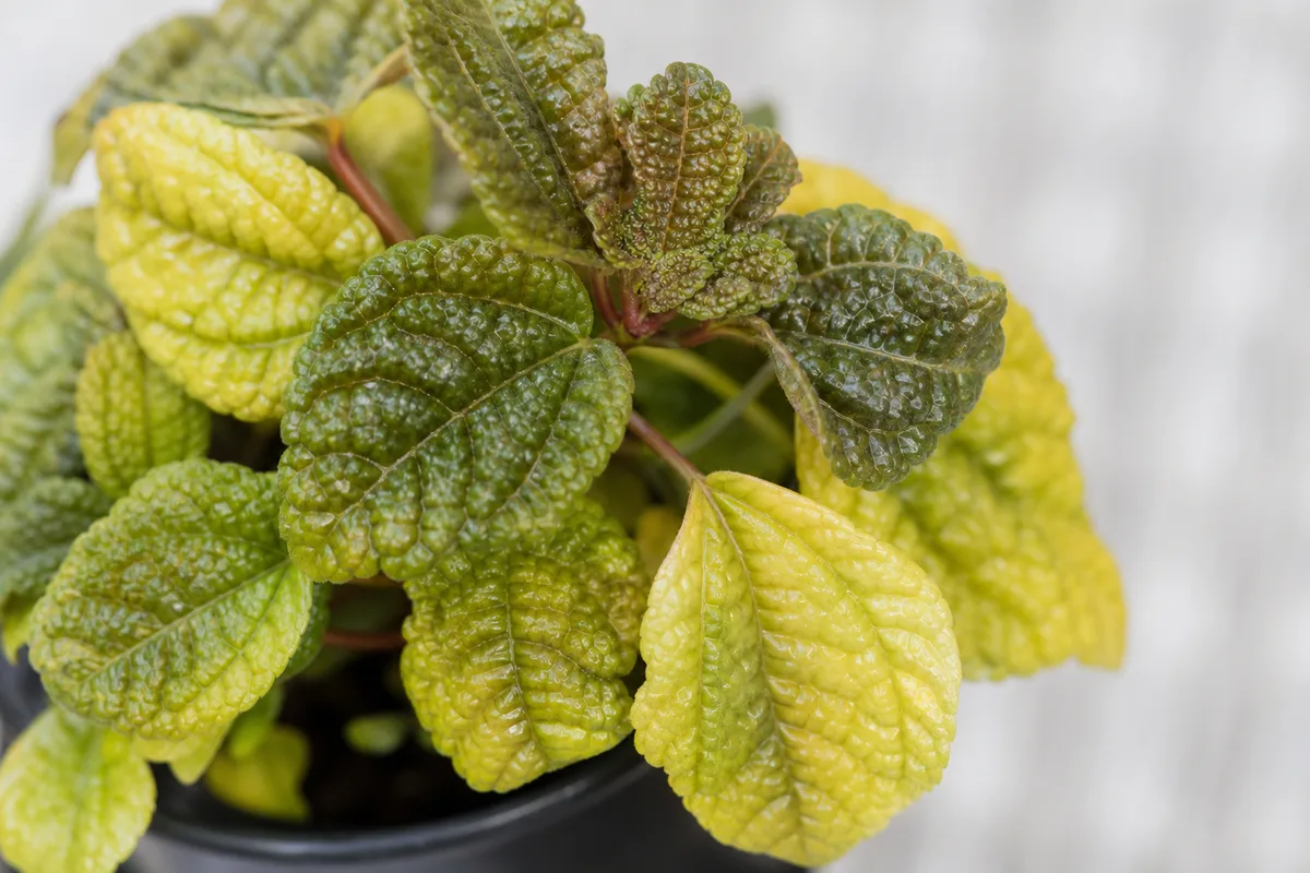 Close-up of Yellow Leaves on Pilea Moon Valley - diagnostic detail