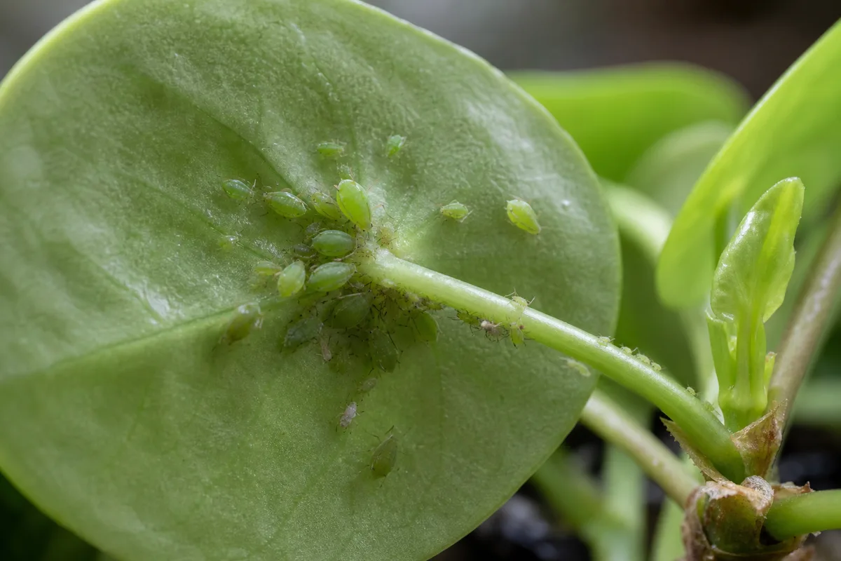 Close-up of Aphids on Pilea Peperomioides - diagnostic detail
