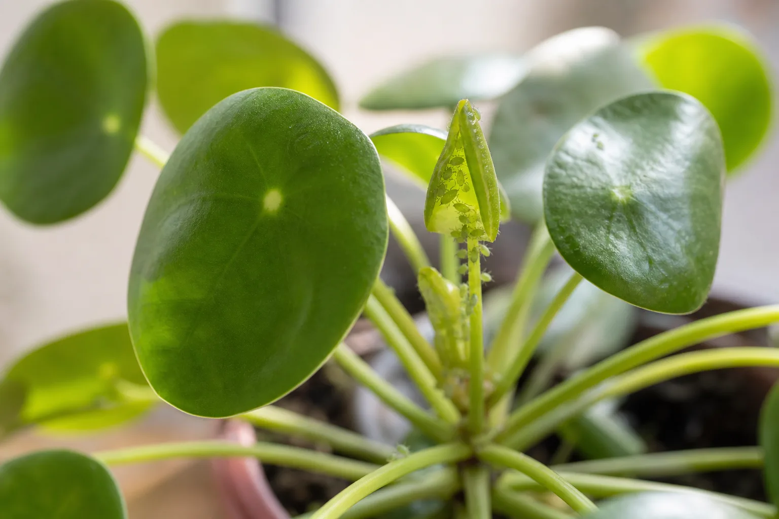 Aphids on Pilea Peperomioides - visible symptom on the plant
